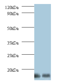 MP68 Polyclonal Antibody