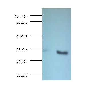 CYB5R3 Polyclonal Antibody