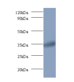 RRAGA Polyclonal Antibody