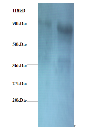 EIF3I Polyclonal Antibody