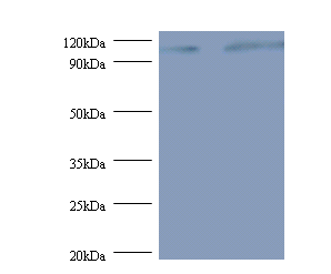 EXTL3 Polyclonal Antibody