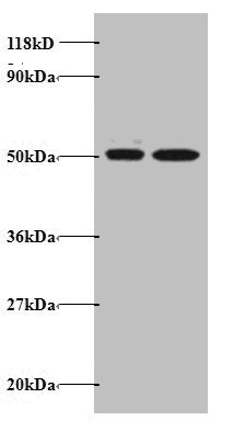 AATF Polyclonal Antibody (20 µl)