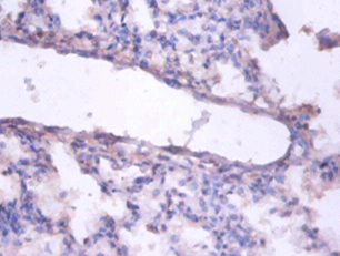 ERH Polyclonal Antibody