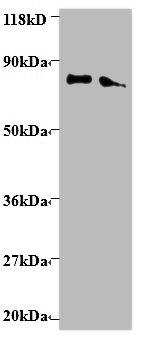 ERP29 Polyclonal Antibody