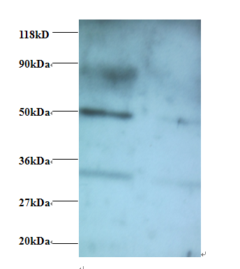 VOPP1 Polyclonal Antibody