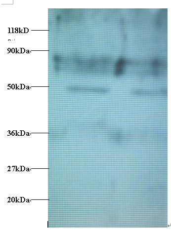 VOPP1 Polyclonal Antibody