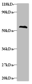 GABARAPL2 Polyclonal Antibody