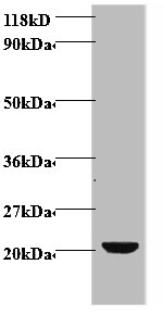 VEGFC Polyclonal Antibody