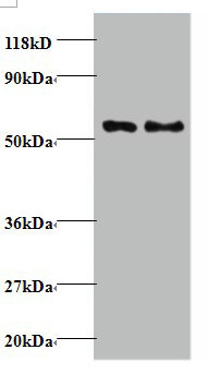 TAX1BP3 Polyclonal Antibody