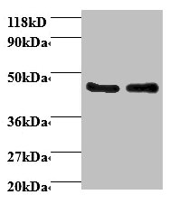 AHSA1 Polyclonal Antibody
