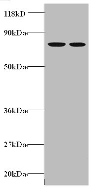 GABARAP Polyclonal Antibody