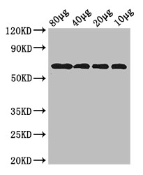 yedQ Polyclonal Antibody