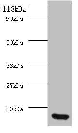 All lanes: CXCL8 Polyclonal Antibody at 2ug/ml+293T whole cell lysate<br />Secondary<br />Goat polyclonal to rabbit at 1/10000 dilution<br />Predicted band size: 11kDa<br />Observed band size: 11kDa<br />