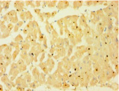 CASP1 Polyclonal Antibody (100 µl)