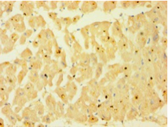 CASP1 Polyclonal Antibody
