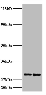 RPS9 Polyclonal Antibody