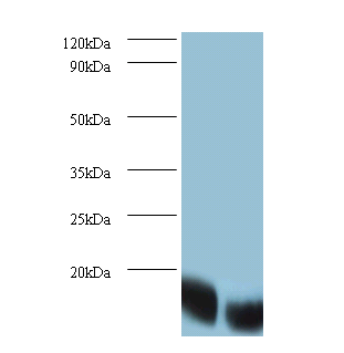 RPL36AL Polyclonal Antibody