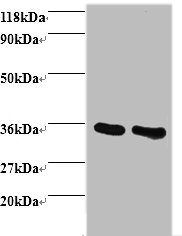 ANXA5 Polyclonal Antibody