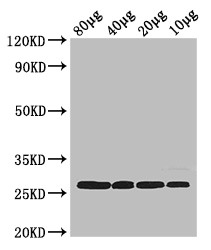 rpsB Polyclonal Antibody