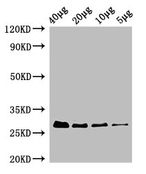 rpsB Polyclonal Antibody, HRP Conjugated