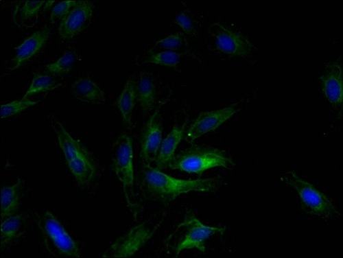 Ccl2 Polyclonal Antibody