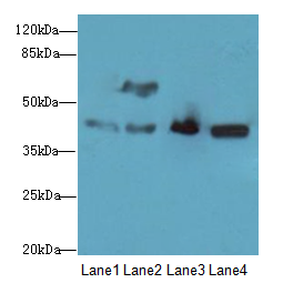 Acta1 Polyclonal Antibody