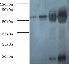 RuBisCO Activase Polyclonal Antibody