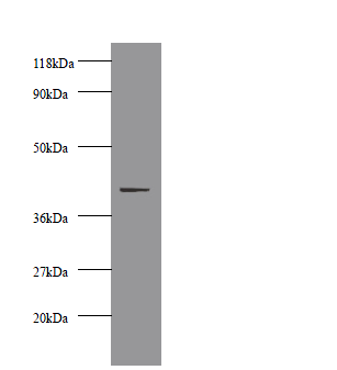CKM Polyclonal Antibody