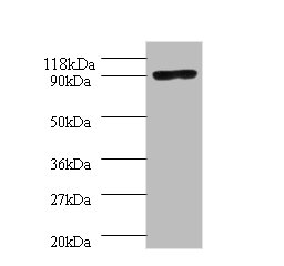 Western blot<br />All lanes: polA Polyclonal Antibody at 2ug/ml+293T whole cell lysate<br />Secondary<br />Goat polyclonal to Rabbit IgG at 1/10000 dilution<br />Predicted band size: 94kDa<br />Observed band size: 94kDa<br />