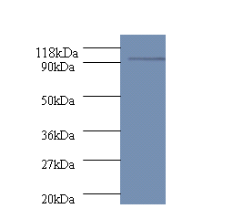 polA Polyclonal Antibody