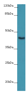 ACTB Polyclonal Antibody