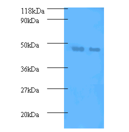 LCAT Polyclonal Antibody