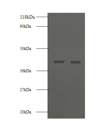 BSG Polyclonal Antibody