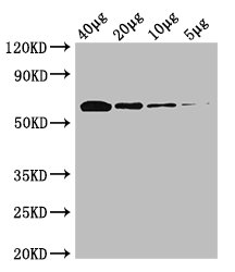 poxB Polyclonal Antibody, Biotin Conjugated
