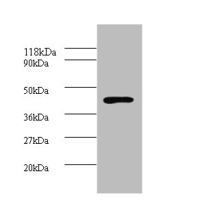 All lanes: Hp Polyclonal Antibody at 2ug/ml+Rat live tissue<br />Secondary<br />Goat polyclonal to Rabbit IgG at 1/10000 dilution<br />Predicted band size: 39, 43 kDa<br />Observed band size: 39 kDa<br />
