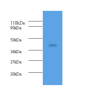 Hp Polyclonal Antibody