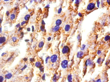 Immunohistochemistry of paraffin-embedded mouse liver at dilution of 1:50