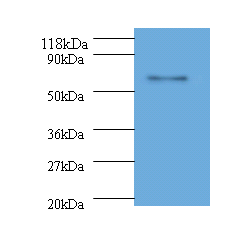 L1 Polyclonal Antibody