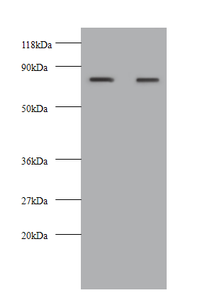 KNG1 Polyclonal Antibody