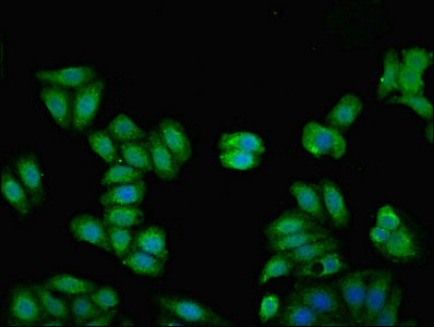 Immunofluorescent analysis of HepG2 cells using KNG1 Polyclonal Antibody at a dilution of 1:100 and Alexa Fluor 488-congugated AffiniPure Goat Anti-Rabbit IgG (H+L)