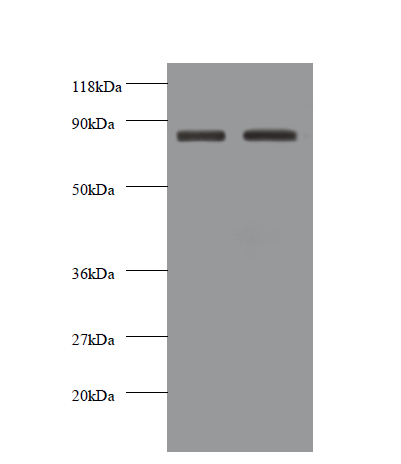 CDH12 Polyclonal Antibody