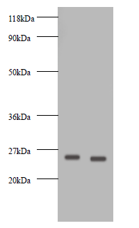 Vegfa Polyclonal Antibody