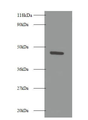RELT Polyclonal Antibody