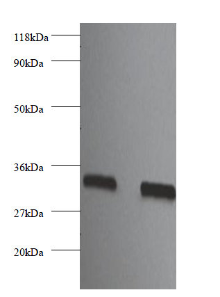 FGF2 Polyclonal Antibody (100 µl)