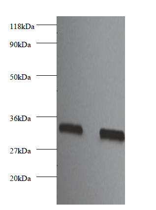FGF2 Polyclonal Antibody