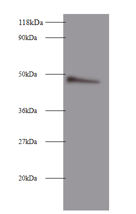 CLU Polyclonal Antibody