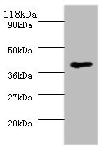 Western blot<br />All lanes: MHT1 Polyclonal Antibody at 2ug/ml+293T whole cell lysate<br />Secondary<br />Goat polyclonal to Rabbit IgG at 1/10000 dilution<br />Predicted band size: 37kDa<br />Observed band size: 37kDa<br />
