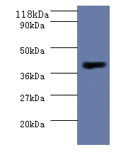 MHT1 Polyclonal Antibody
