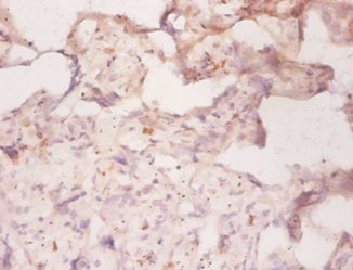 Immunohistochemistry of paraffin-embeded human placenta at dilution of 1:50