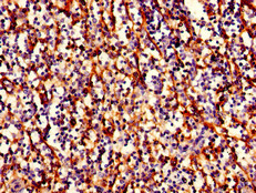 HLA-B Polyclonal Antibody, Biotin Conjugated